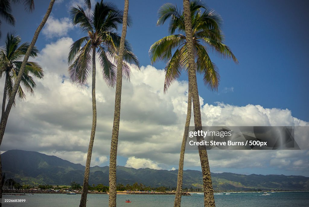 Palm trees at the beach in Hawaii,Haleiwa,Hawaii,United States,USA