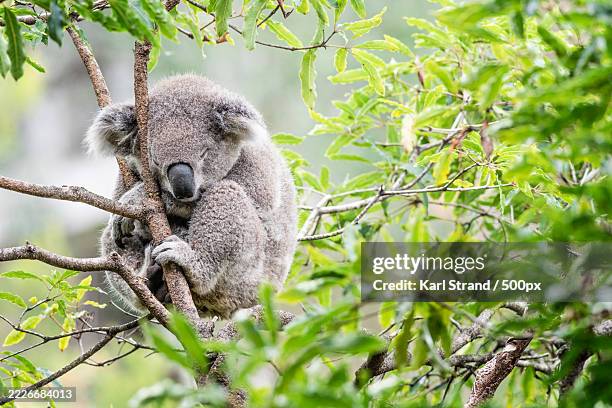 close-up of koala on tree,sydney,new south wales,australia - marsupial stock pictures, royalty-free photos & images