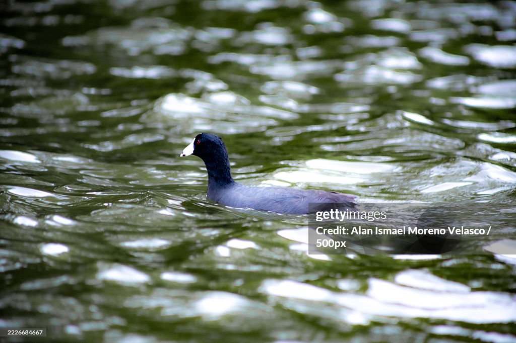A Eurasian coot swimming in a rippling lake,Catemaco,Mexico