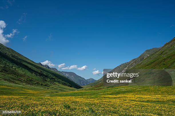lebendiges alpental mit gelben blumen unter strahlend blauem himmel - kaukasus geografische lage stock-fotos und bilder