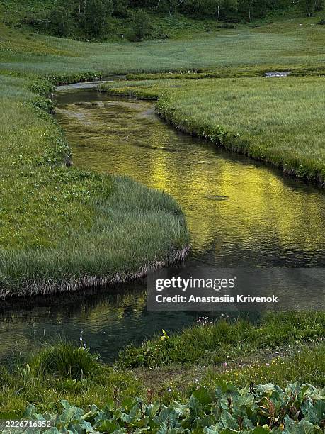 serene meadow with reflective stream in a verdant landscape - wildlife reserve stock pictures, royalty-free photos & images