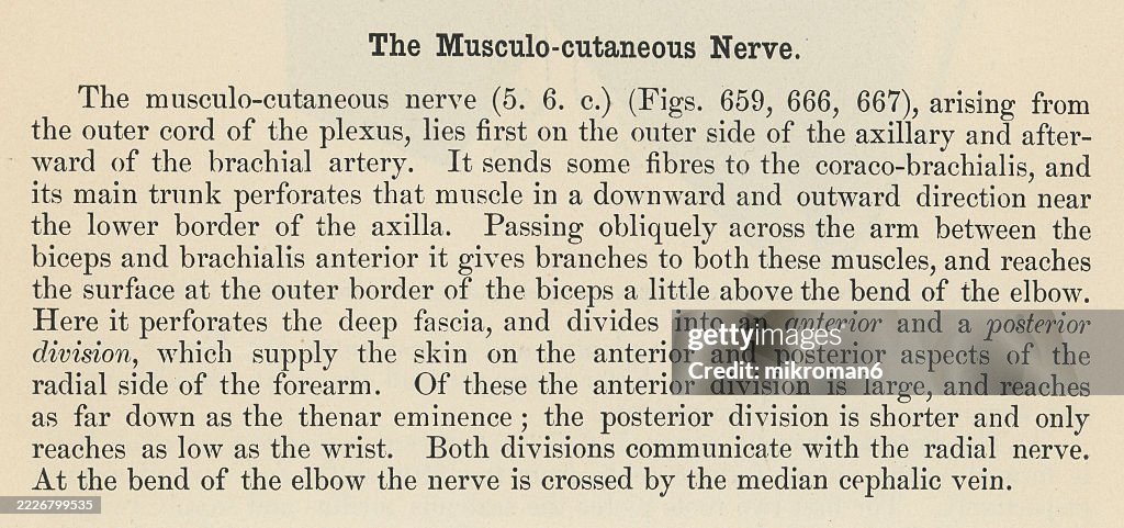 Old engraved illustration of a page from a human anatomy book describing the musculocutaneous nerve, a nerve in the arm that primarily provides motor function to the muscles of the anterior compartment of the arm