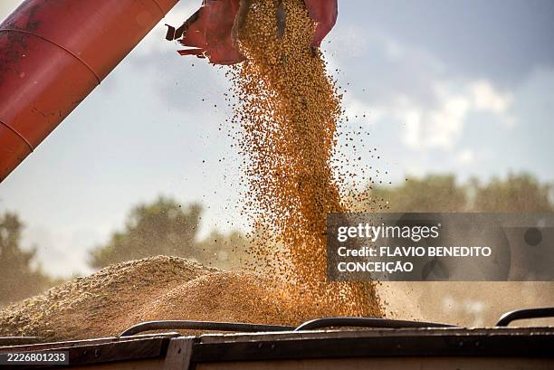 soybean planting on farms - soybean stock pictures, royalty-free photos & images