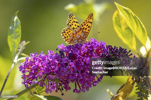 small pearl-bordered fritillary (issoria lathonia) on lilac (buddleja davidii), ternitz, lower austria, austria - queen of spain fritillary butterfly stockfoto's en -beelden