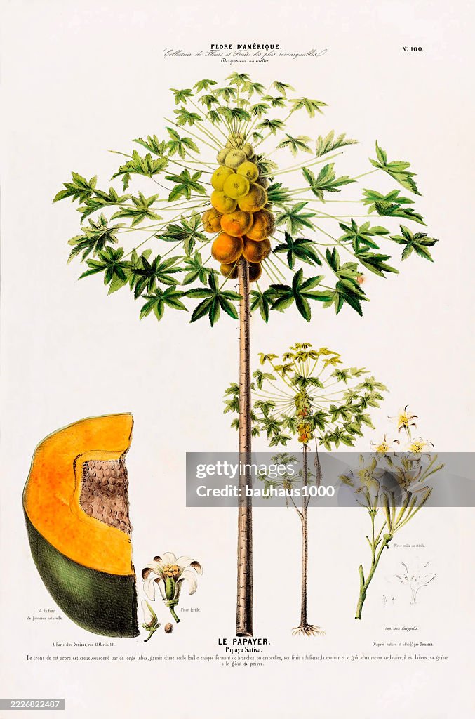 Papaya tree, antique, hand-colored, flowers and fruits, Botanical Illustration, Published in 1835