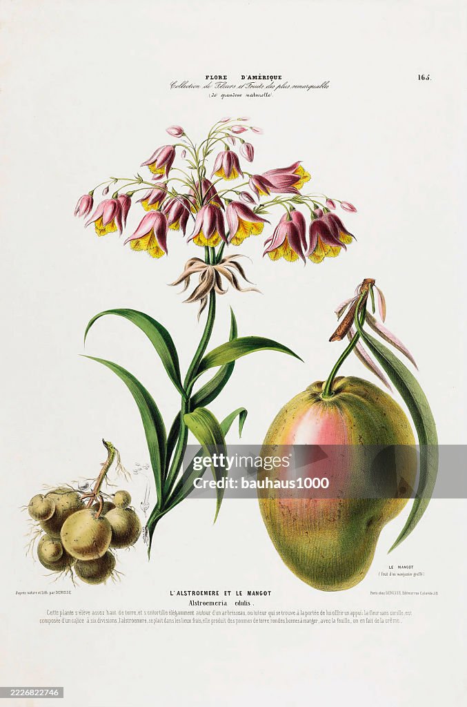 Alstroemeria, antique, hand-colored, flowers and fruits, Botanical Illustration, Published in 1835
