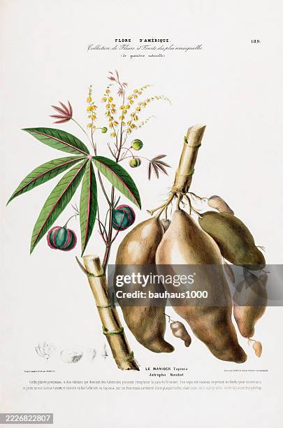 manioc, antique, hand-colored, flowers and fruits, botanical illustration, published in 1835 - cassava stock illustrations