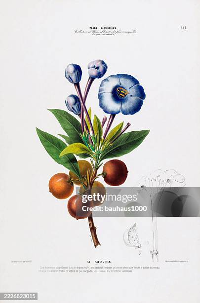 mangrove apple, antique, hand-colored, flowers and fruits, botanical illustration, published in 1835 - plant part stock illustrations