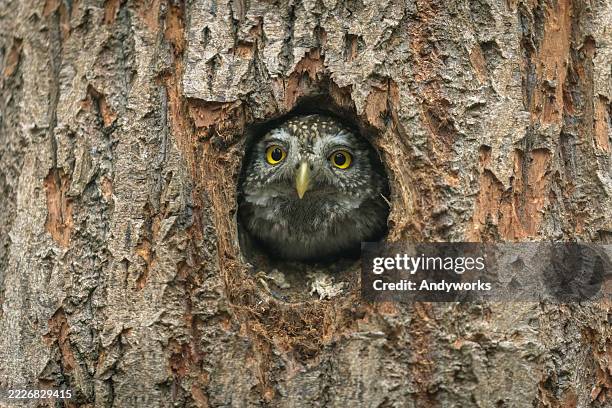 2,492 Yellow Owl Stock Photos, High-Res Pictures, and Images