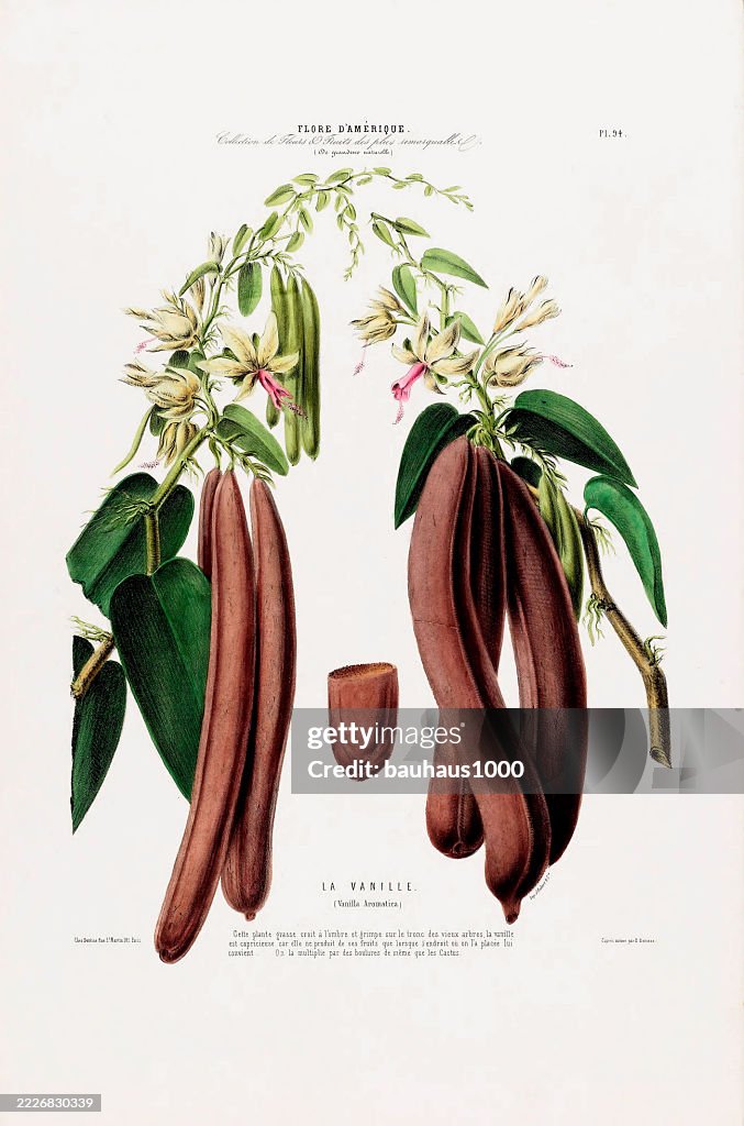 La Vanille (Vanilla Aromatica), antique, hand-colored, flowers and fruits, Botanical Illustration, Published in 1835