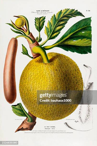breadfruit tree, antique, hand-colored, flowers and fruits, botanical illustration, published in 1835 - jackfruit stock illustrations