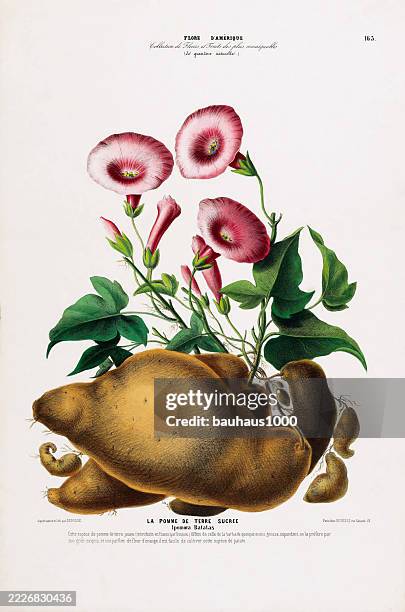 süßkartoffel, antik, handkoloriert, blumen und früchte, botanische illustration, veröffentlicht 1835 - kartoffel wurzelgemüse stock-grafiken, -clipart, -cartoons und -symbole