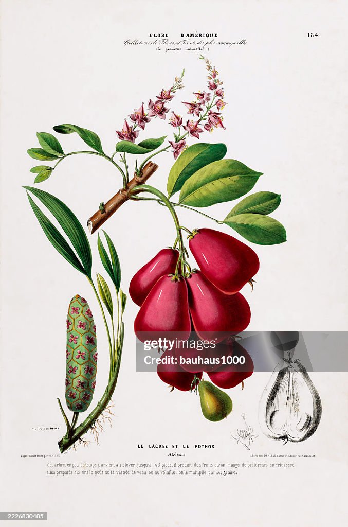 Ackee, antique, hand-colored, flowers and fruits, Botanical Illustration, Published in 1835