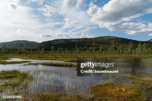 Vast Arctic Tundra Landscape with Marshland and Rolling Hills Under a Cloudy Sky Vast Arctic Tundra Landscape with Marshland and Rolling Hills Under a Cloudy Sky