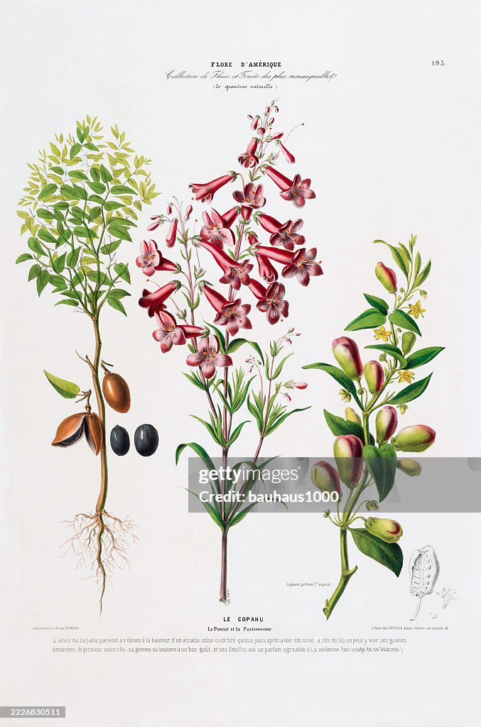 Penstemon parryi, antique, hand-colored, flowers and fruits, Botanical Illustration, Published in 1835