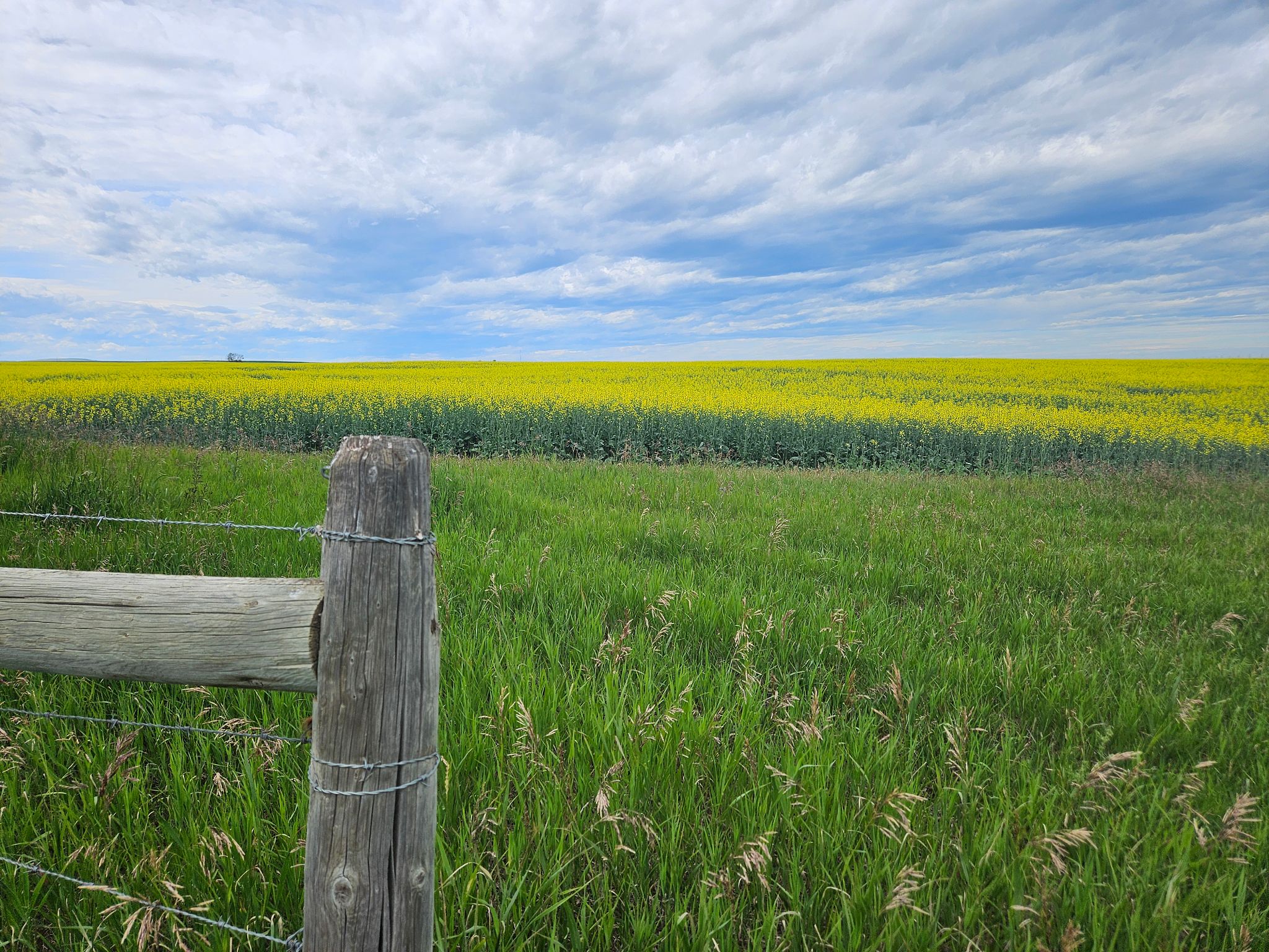 summer fence