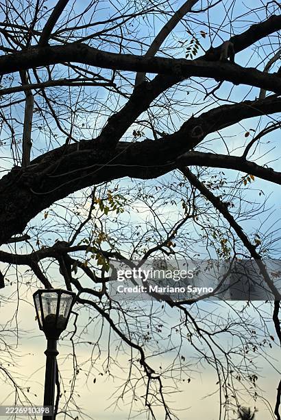 a street lamp stands before a large, leaf-sparse tree. - kale boom stockfoto's en -beelden