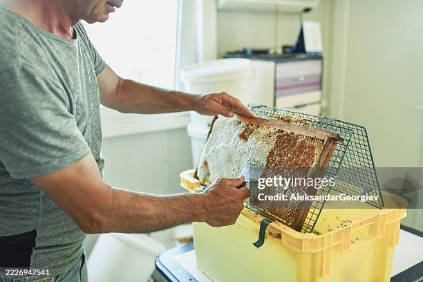 beekeeper carefully extracting honey from frame inside sanitary processing room - honeycomb toffee stock pictures, royalty-free photos & images