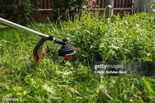 overgrown yard