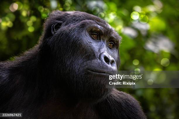 Adult male mountain gorilla, gorilla beringei beringei, in a sunlit clearing in Bwindi Impenetrable forest, Uganda.