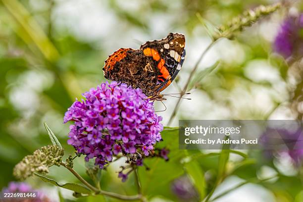 red admiral butterfly, summer flowers, london, united kingdom - pollinator stock pictures, royalty-free photos & images