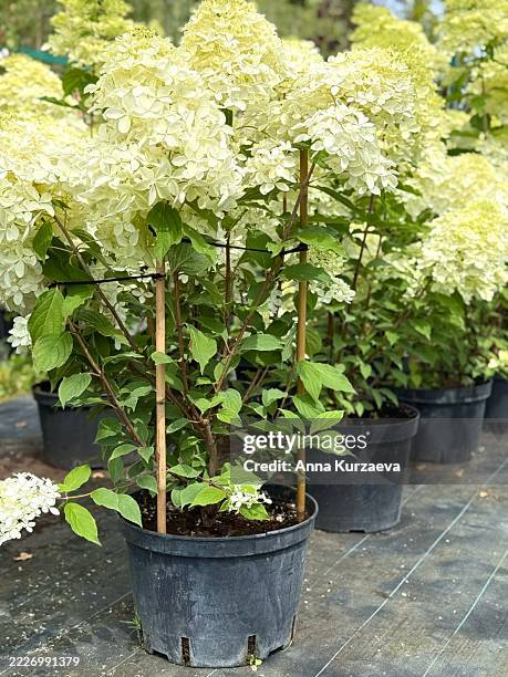 hydrangea flowers market, selective focus - hydrangea bush stock pictures, royalty-free photos & images