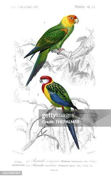yellow-headed parakeet and eastern rosella – 1849 antique engraving from orbigny's natural history - yellow headed parrot stock illustrations