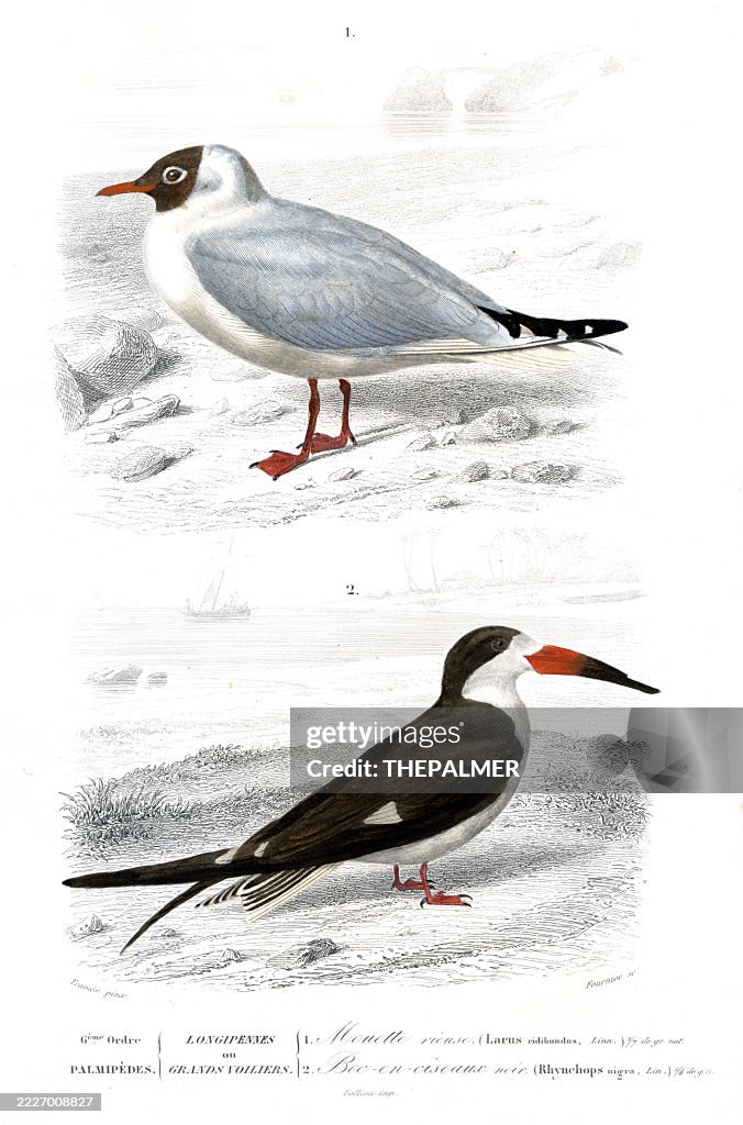 Black-headed Gull and Black Skimmer – 1849 Antique Bird Engraving from Orbigny's Natural History Dictionary