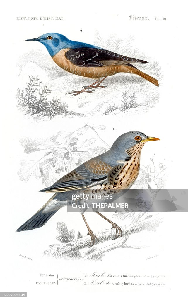 Rock Thrush and Fieldfare – 1849 Bird Engraving from Orbigny's Dictionnaire Universel d’Histoire Naturelle
