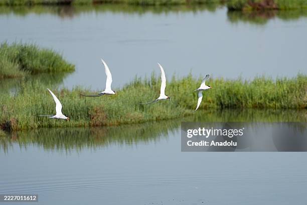 Common terns fly over the Cakalburnu Lagoon, located on the southern shore of the Gulf of Izmir and serves as a vital feeding ground for birds,...