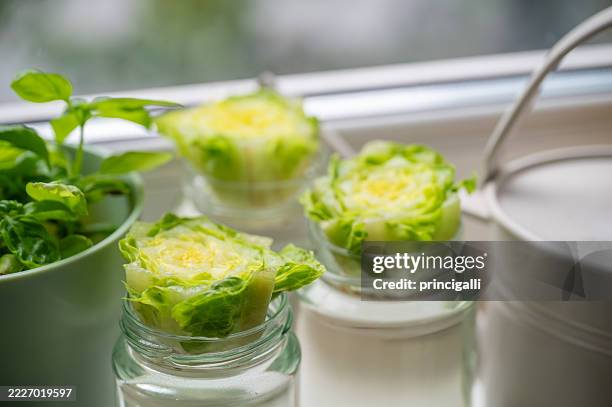 home gardening – regrowing lettuce on a sunny windowsill - upcycling stock pictures, royalty-free photos & images