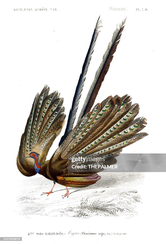 Great Argus Pheasant – 1849 Hand-Colored Engraving from Orbigny’s Natural History Dictionary