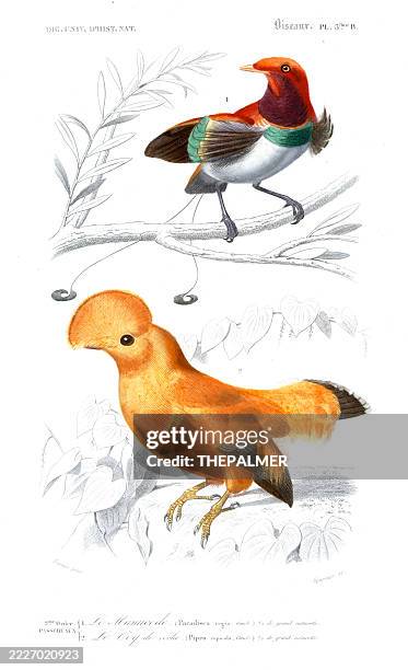 cock-of-the-rock and king bird-of-paradise – 1849 antique bird engraving from orbigny’s dictionnaire universel d’histoire naturelle - king bird of paradise stock illustrations