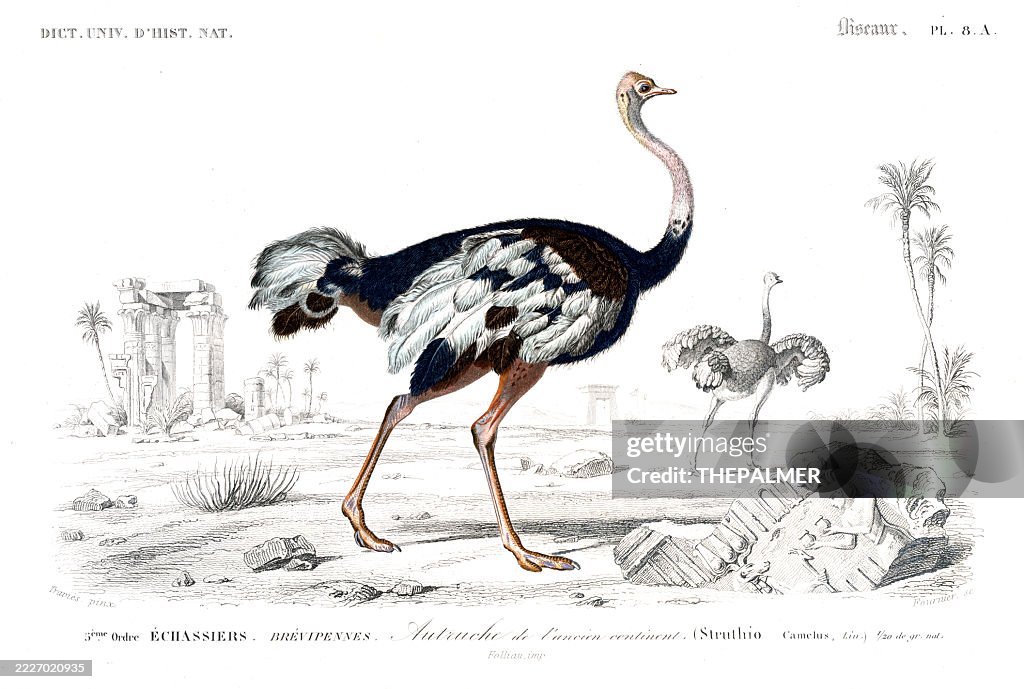 Ostrich – 1849 Hand-Colored Engraving from Dictionnaire Universel d’Histoire Naturelle