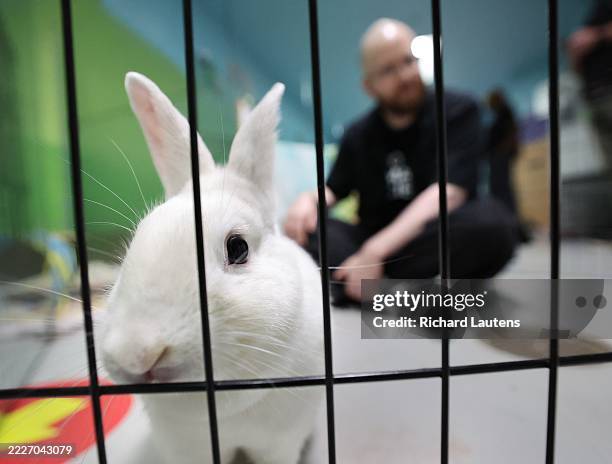 Flynn Rabbit 1,550 Richard Cant Stock Photos, High-Res Pictures, and Images - Getty ...