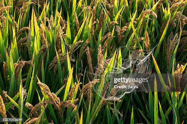 Spider On Rice 327 Harvest Spiders Stock Photos, High-Res Pictures, and Images - Getty ...