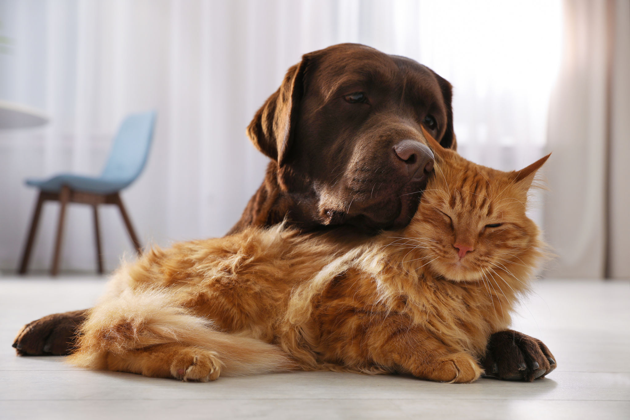 dog behavior
