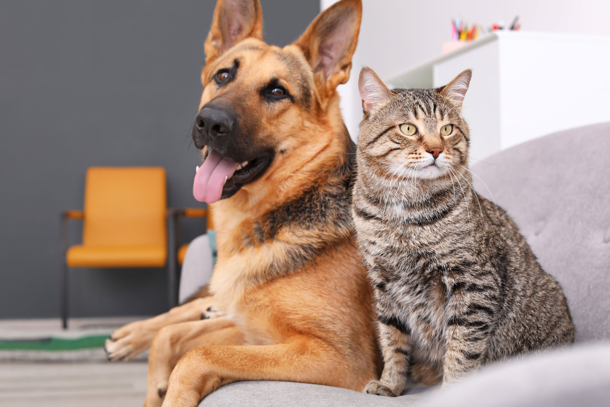 pet portrait display