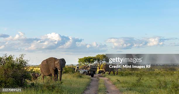african elephant, loxodonta africana, elephant family grazing - parc national de krüger photos et images de collection