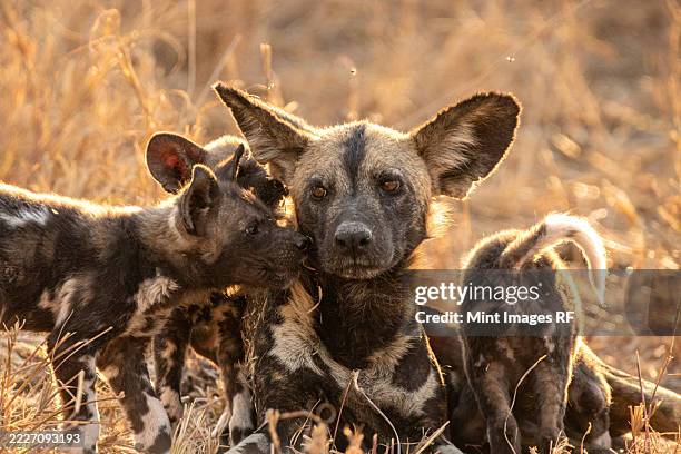 painted dog, lycaon pictus, painted dog pups playing - sabi sands reserve stockfoto's en -beelden