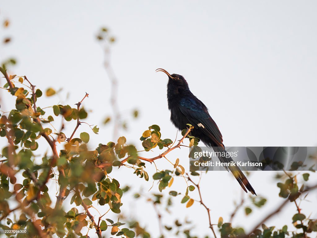 Common scimitarbill (Rhinopomastus cyanomelas) perched in tree