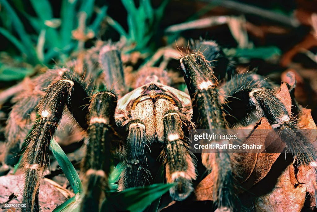 Baboon spider