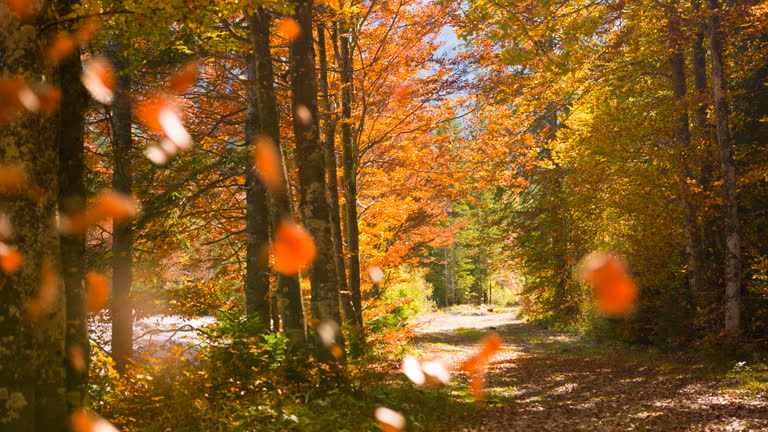 https://media.gettyimages.com/id/2227106360/video/forest-in-autumn-with-orange-leaves-fluttering-through-the-air.jpg?b=1&s=640x640&k=20&c=iOB-Rh9u01WwNWvcjpwrbcc2cfdYbEYTnUGoLWOWp10=