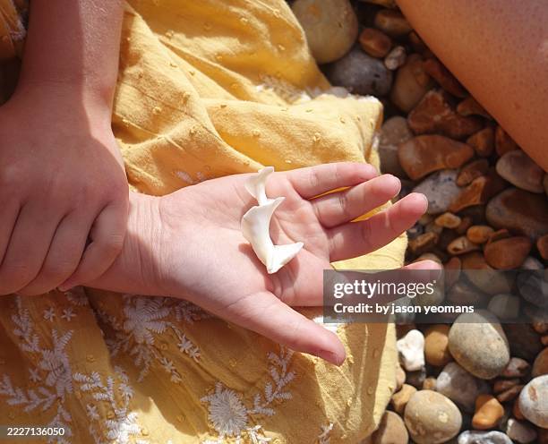 156 Hand Holding Conch Shell Stock Photos, High-Res Pictures, and ...