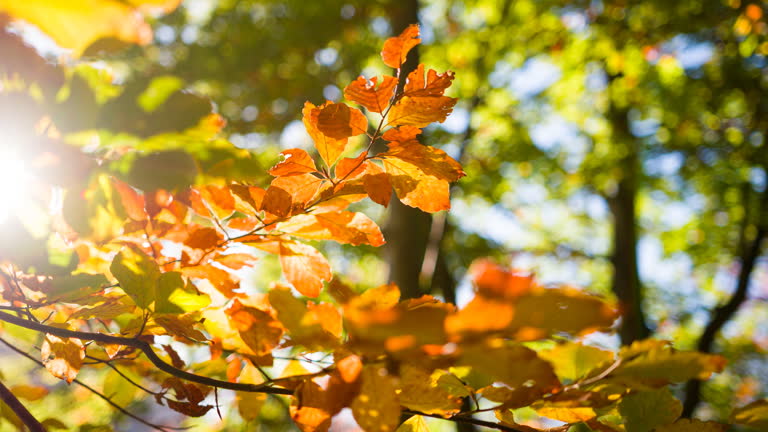 https://media.gettyimages.com/id/2227197804/video/wind-moves-colorful-tree-branches-in-warm-autumn-light.jpg?b=1&s=640x640&k=20&c=Izf7ATuw2OorAN6zj03wxtm0UjQfeqwYvvdvPi2int4=