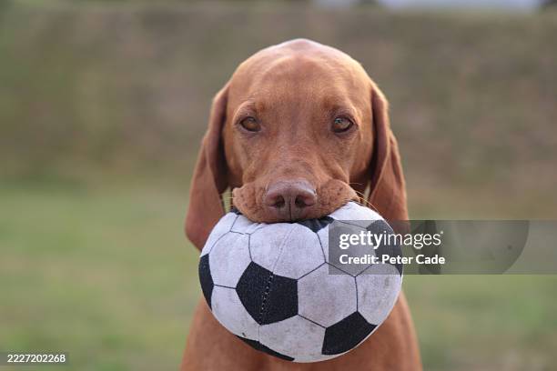 vizsla dog holding football in mouth - labrador retriever stock pictures, royalty-free photos & images