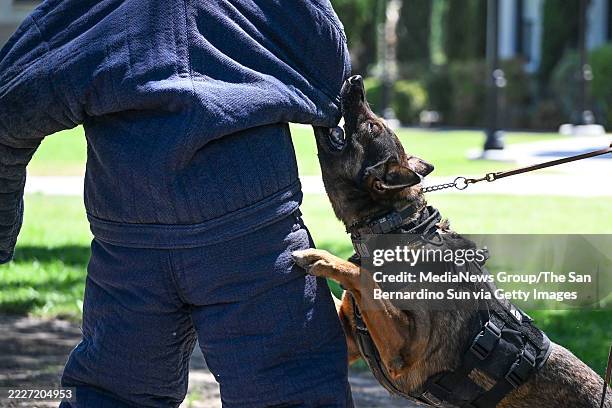 Redlands, California Big Jake, a Belgian Malinois K-9 officer, demonstrates a training exercise by biting Officer Joseph Aguilar, who wears a...