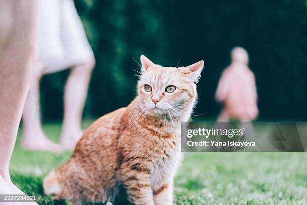 orange tabby cat relaxing in a sunny outdoor garden setting - shedding stock pictures, royalty-free photos & images