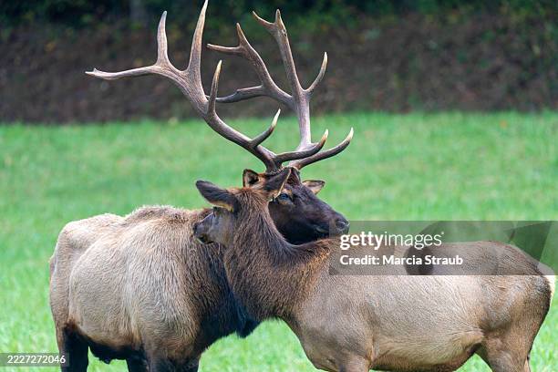 Elk Rack Together 489 Rack Of Antlers Stock Photos, High-Res Pictures, and Images - Getty ...