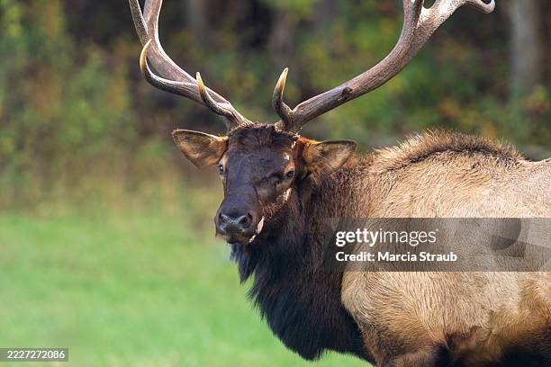 Elk Wide Rack 489 Rack Of Antlers Stock Photos, High-Res Pictures, and Images - Getty ...